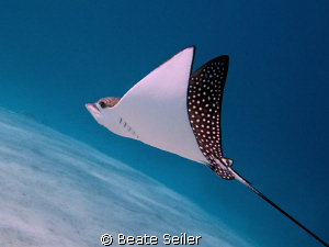 Eagle Ray at El Quadim , taken with Canon G10 by Beate Seiler 